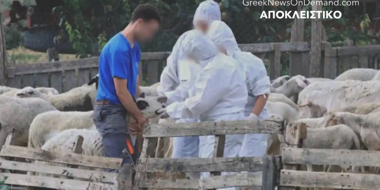 ΝΑ ΓΙΑΤΙ έχουμε ΨΕΥΤΟ-ευλογιά, όπως…ΨΕΥΔΟ-κορωνοϊό: ΜΕΓΑ ΠΡΟΣΧΗΜΑ για τη καταστροφή των πηγών τροφίμων μας βάσει ύπουλου σχεδίου του WEF! Στο κόλπο κι ο…ΜΗΤΣΟΤΑΚΗΣ κι οι προδοτική του κυβέρνηση!